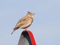 IMG_0906_Crested Lark.jpg