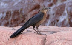 AAA Grackle - Las Vegas -EMAIL Grackle.jpg