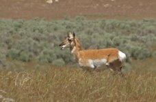 Deer - Mule - Antelope Island - EMAIL.jpg