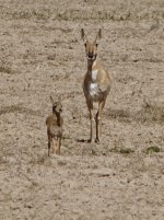 Deer - Mule - Lake Mountain Raptor EMAIL.jpg