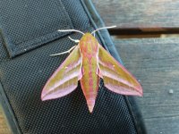 Elephant Hawkmoth 20100704.JPG