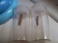 Common Footman 20100704.JPG