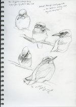 kingfisher-sketches002.jpg