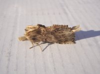 DSC02935 - Pale Prominent.jpg