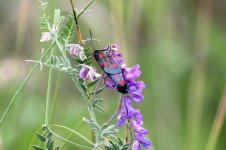 2 burnet moths_resize.jpg