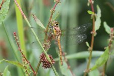 common darter_resize.jpg