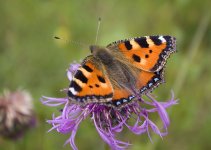 Small Tortoiseshell.jpg