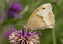 Meadow Brown.jpg