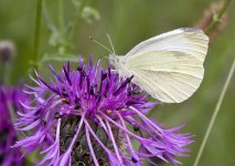 Large White.jpg