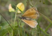 Small Heath Open Wing 2.jpg