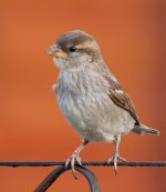 Raw-sparrow-small.jpg