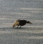 Yellow-headed Caracara.jpg