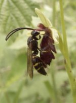 ichneumon wasp & fly orchid hants jun10.jpg