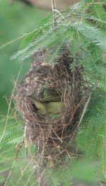 Bird nest in Gamboa.jpg