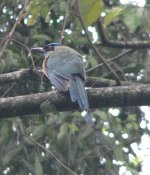 Blue-crowned Motmot.jpg