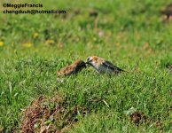 red necked snowfinch.jpg