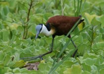 African Jacana.jpg