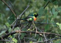 Beautiful Sunbird.jpg