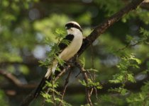 Grey-backed Shrike.jpg