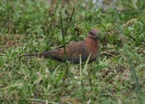 Laughing Dove.jpg