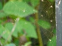 093 spider web macro.jpg