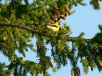 017 gold finch.jpg