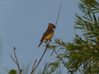 111 cedar waxwing.jpg