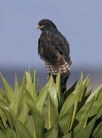 Augur Buzzard on green lobelia.jpg