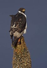 Augur Buzzard on dry lobelia .jpg