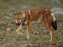 Ethiopian Wolf with rat head .jpg