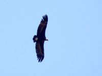 IMG_9536_Cinereous Vulture.jpg