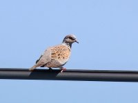 IMG_9591_Turtle Dove.jpg