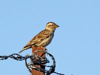 IMG_9778_Rock Sparrow.jpg