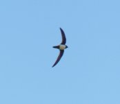 alpine swift.jpg