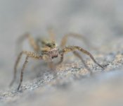 Jumping Spider 4.jpg