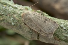 lesser_yellow_underwing-00009.jpg