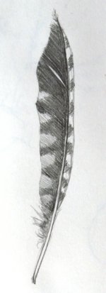 feather1.jpg