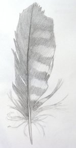 feather2.jpg