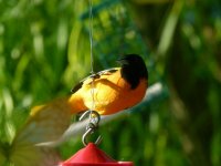 001 oriole 10 feet.jpg