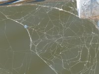 009 spider web.jpg