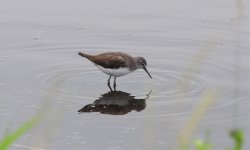 Wader - Green Sandpiper 2.jpg