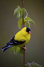 GOLDFINCH 1200.jpg