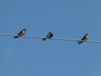 036 swallows.JPG
