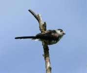 longtailed tit.jpg