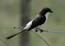 Long-tailed Fiscal.jpg