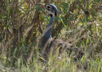 White-bellied Bustard.jpg