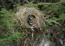 White-browed Sparrow-Weaver with Nest.jpg