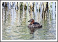 Little Grebe.jpg