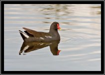 Moorhen 2.jpg