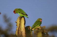 Black-winged Lovebirds.jpg